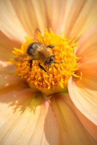 Insect summer blossom photo