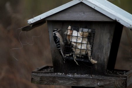 IMG 7446c Downy Woodpecker (Dusky) Hse Kankakee IL 1-26-2018