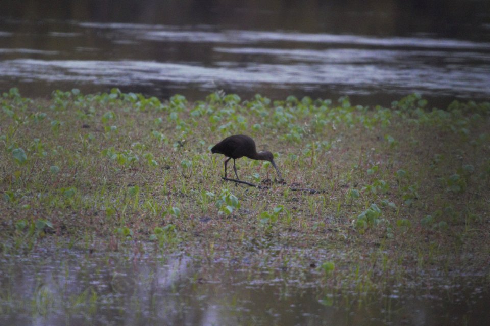 IMG 5218c WF Ibis Willowhaven Area Kankakee Co IL 10-23-2017