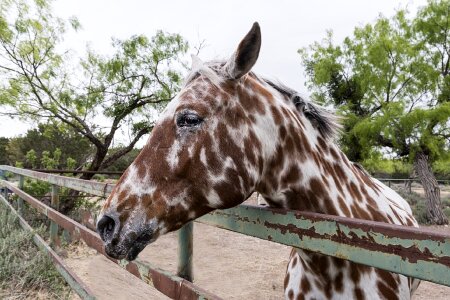 Ranch animal livestock
