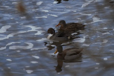 IMG 7907c Northern Pintail LeVasseur-Perry Farm Park Kankakee IL 2-13-2018