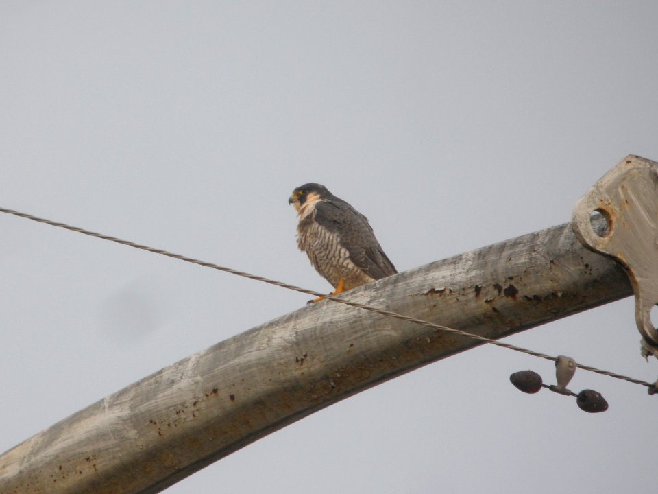 DSCN9293c Peregrine Falcon Kankakee IL 11-21-2017