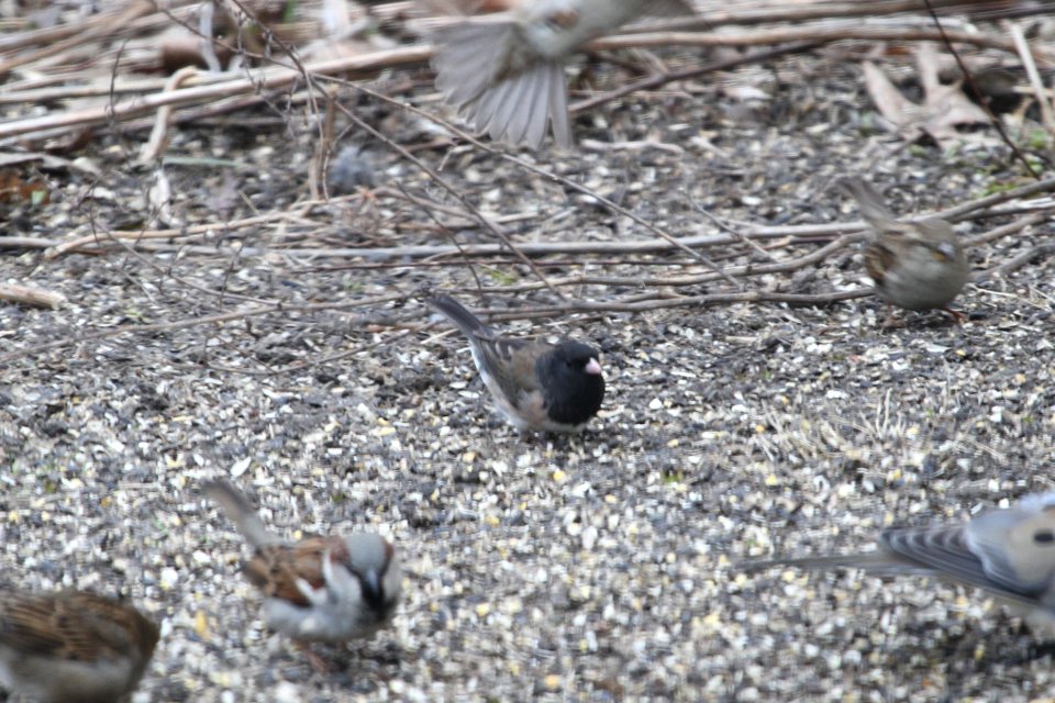 IMG 8557c Dark-eyed Junco (Oregon) Hse Kankakee IL 4-4-2018