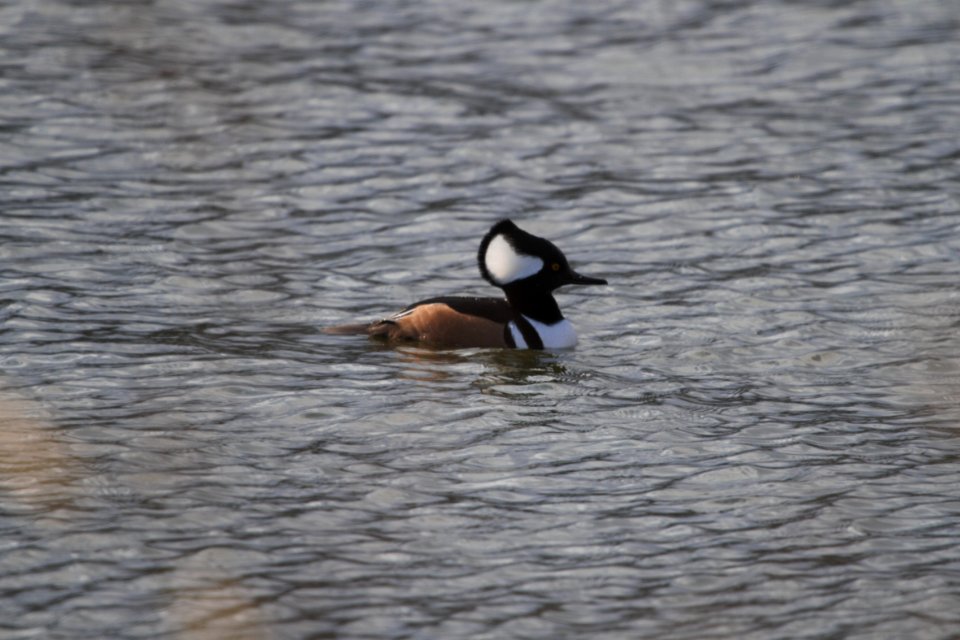 IMG 6393c Hooded Merganser Beckman Park Kankakee IL 12-9-2017