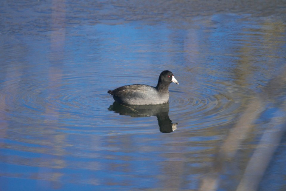 IMG 6712c American Coot Audubon Center at Chatfield CO 12-27-2017 (2)