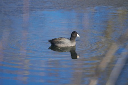 IMG 6712c American Coot Audubon Center at Chatfield CO 12-27-2017 (2)