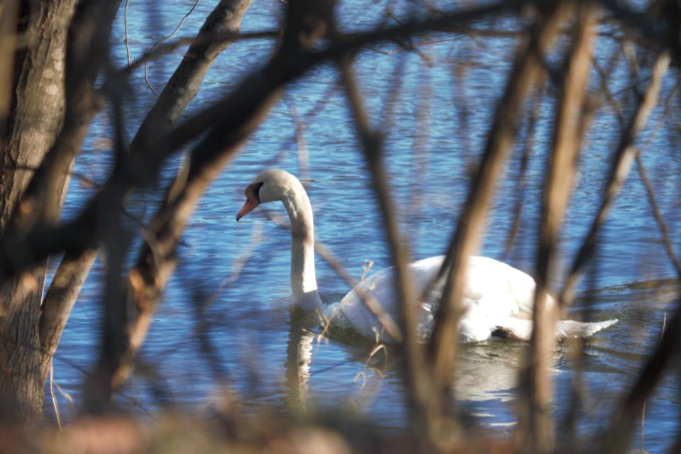 IMG 7181c Mute Swan Aroma Park IL 1-13-2018
