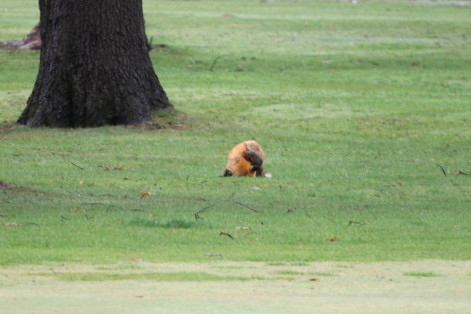 IMG 8883c Red Fox Hse Kankakee IL 4-15-2018
