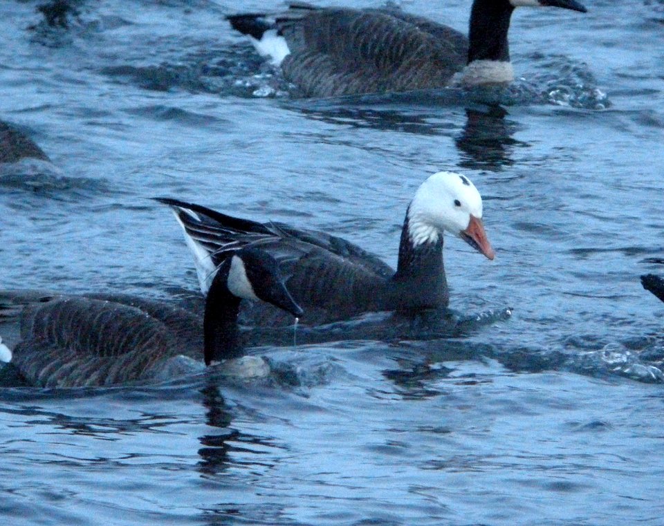 DSCN6245 c Snow Goose  Kankakee IL 2-13-11
