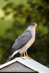 IMG 3460c Cooper's Hawk Hse Kankakee IL 10-2-2017