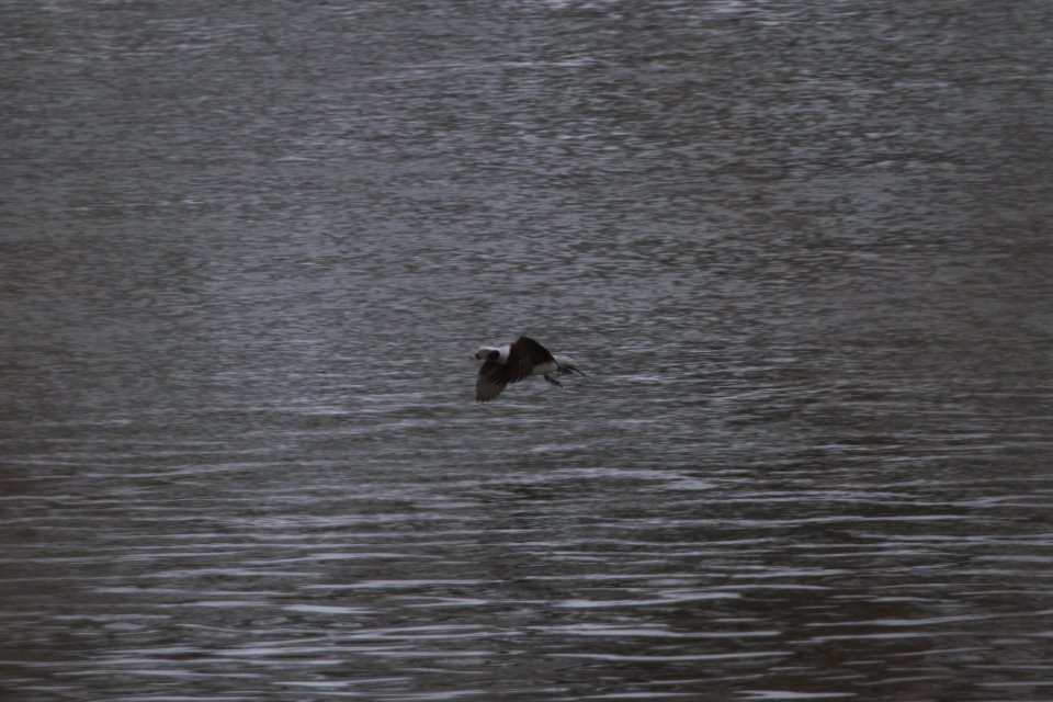 IMG 7669c Long-tailed Duck Dam Kankakee IL 2-10-2018