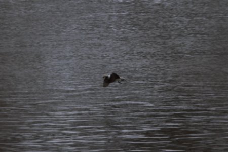 IMG 7669c Long-tailed Duck Dam Kankakee IL 2-10-2018