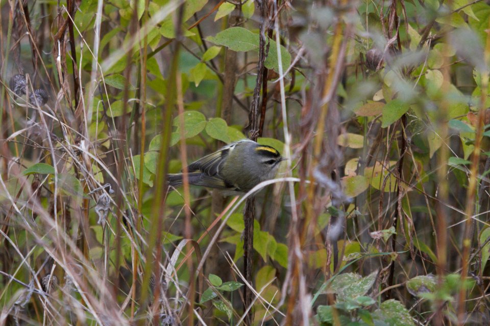 IMG 5590c Golden-crowned Kinglet Perry Farm Kankakee Co IL 11-01-2017