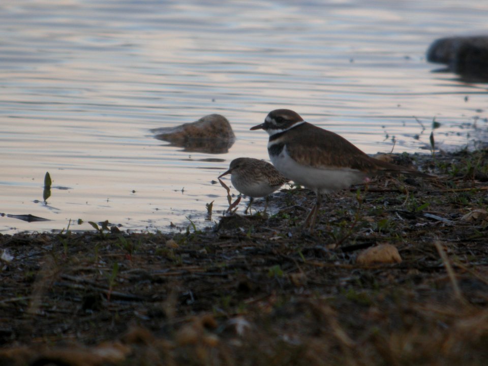 DSCN9253c Least Sandpiper Willowhaven Area Kankakee Co IL 10-25-2017