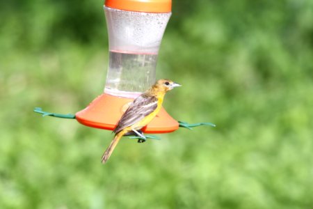 IMG 9632c Baltimore Oriole Hse Kankakee IL 5-9-2018