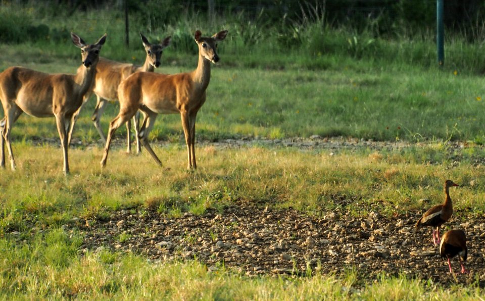 Deer vs. Black-bellied Whistling-Ducks