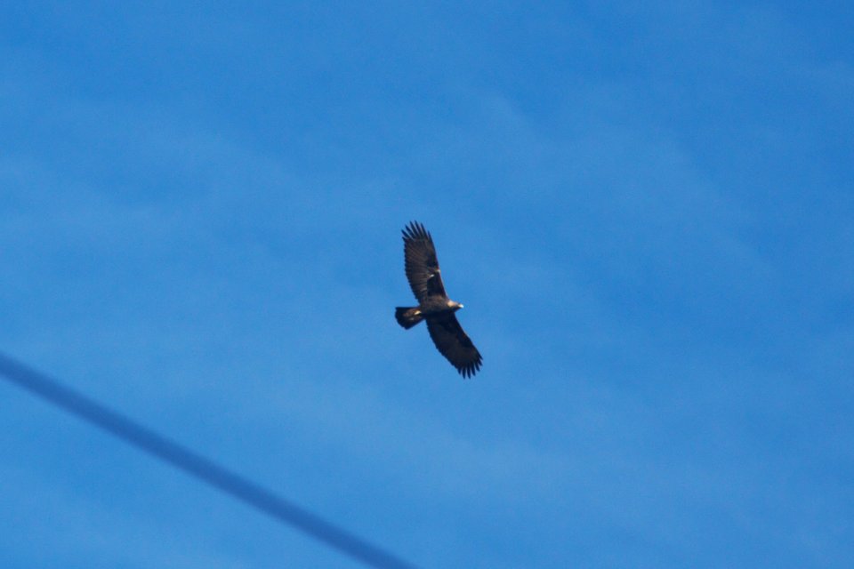 IMG 6792c Golden Eagle Waterton Canyon CO 12-27-2017