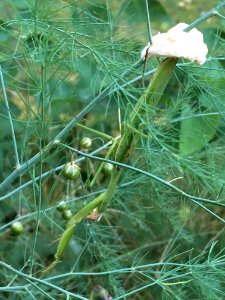 IMG 3918c Praying Mantis Laying Eggs in Foamy Ball Hse Kankakee IL 10-8-2017