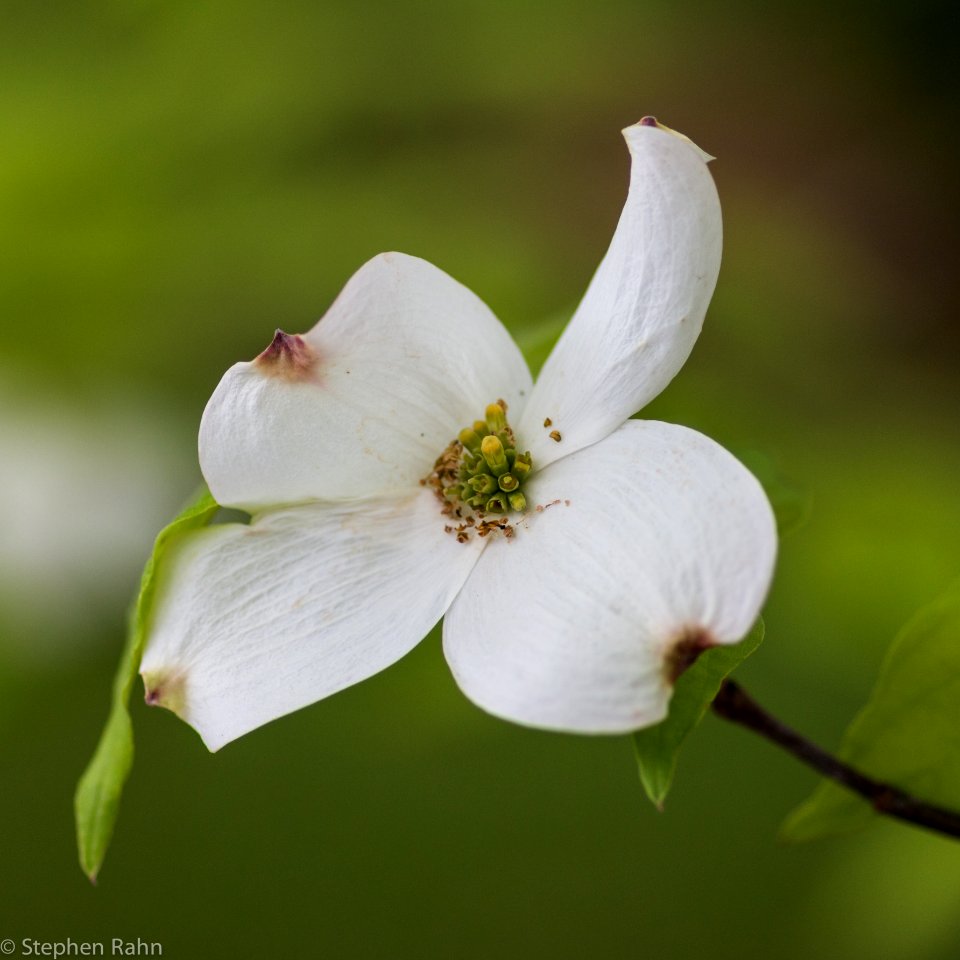 Dogwood