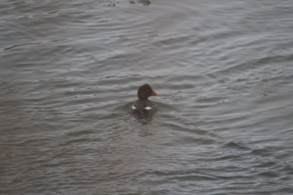 IMG 7113c Common Goldeneye (w/Yellow bill) Metro-Sewer Kankakee IL 1-7-2018
