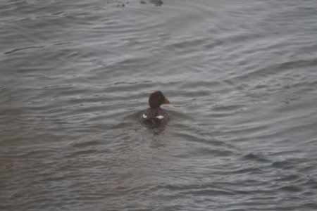 IMG 7113c Common Goldeneye (w/Yellow bill) Metro-Sewer Kankakee IL 1-7-2018