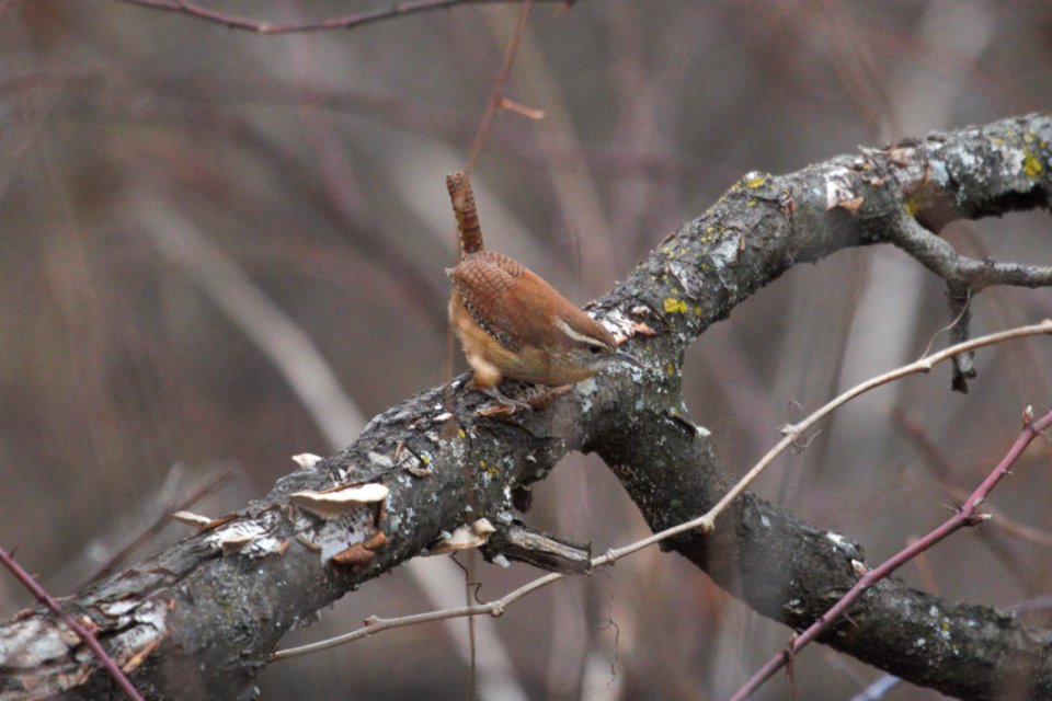 IMG 6637c Carolina Wren Braidwood Lake IL 12-21-2017