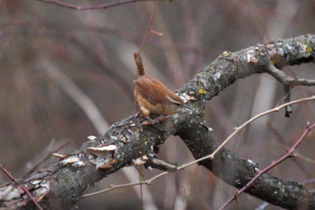 IMG 6637c Carolina Wren Braidwood Lake IL 12-21-2017 photo