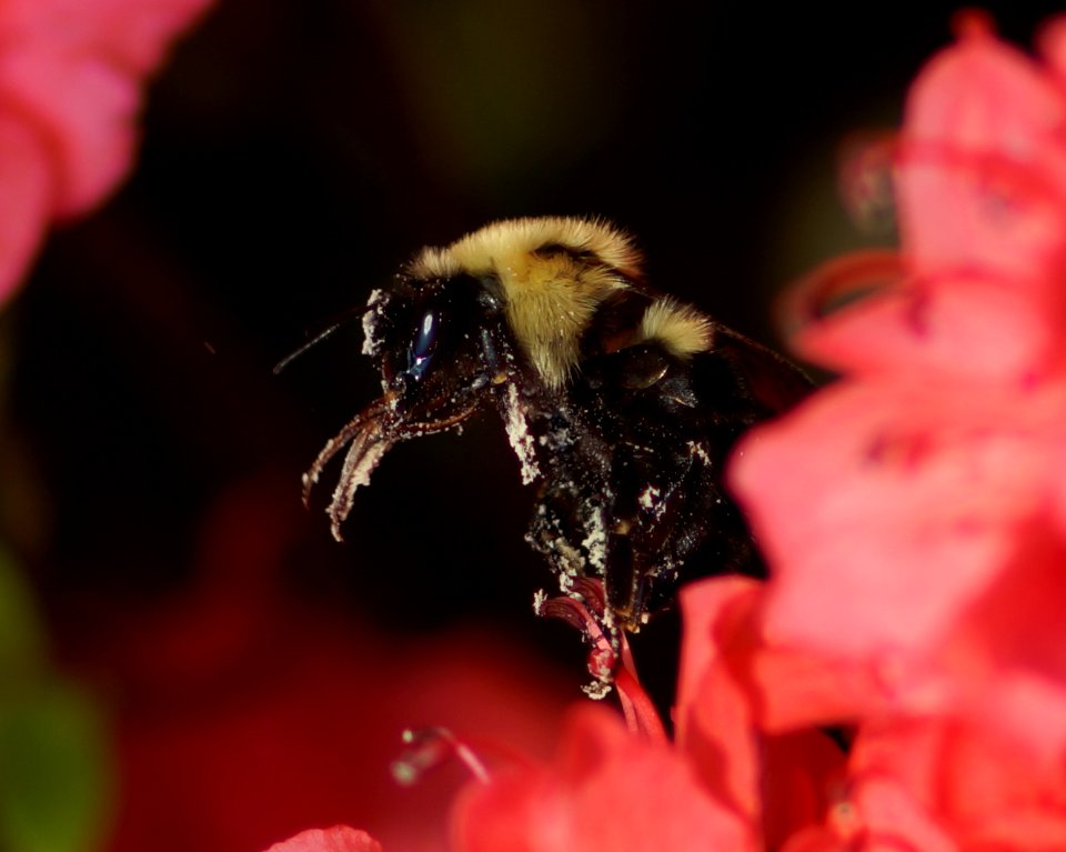 Day 93 - Pollen Thief