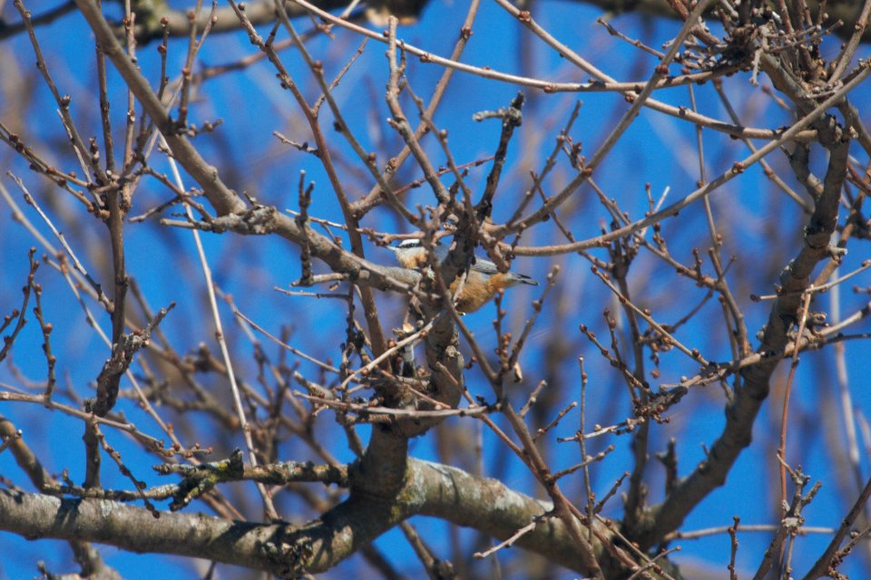 IMG 7085c RB Nuthatch Kankakee IL 1-6-2018