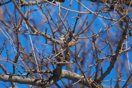 IMG 7085c RB Nuthatch Kankakee IL 1-6-2018
