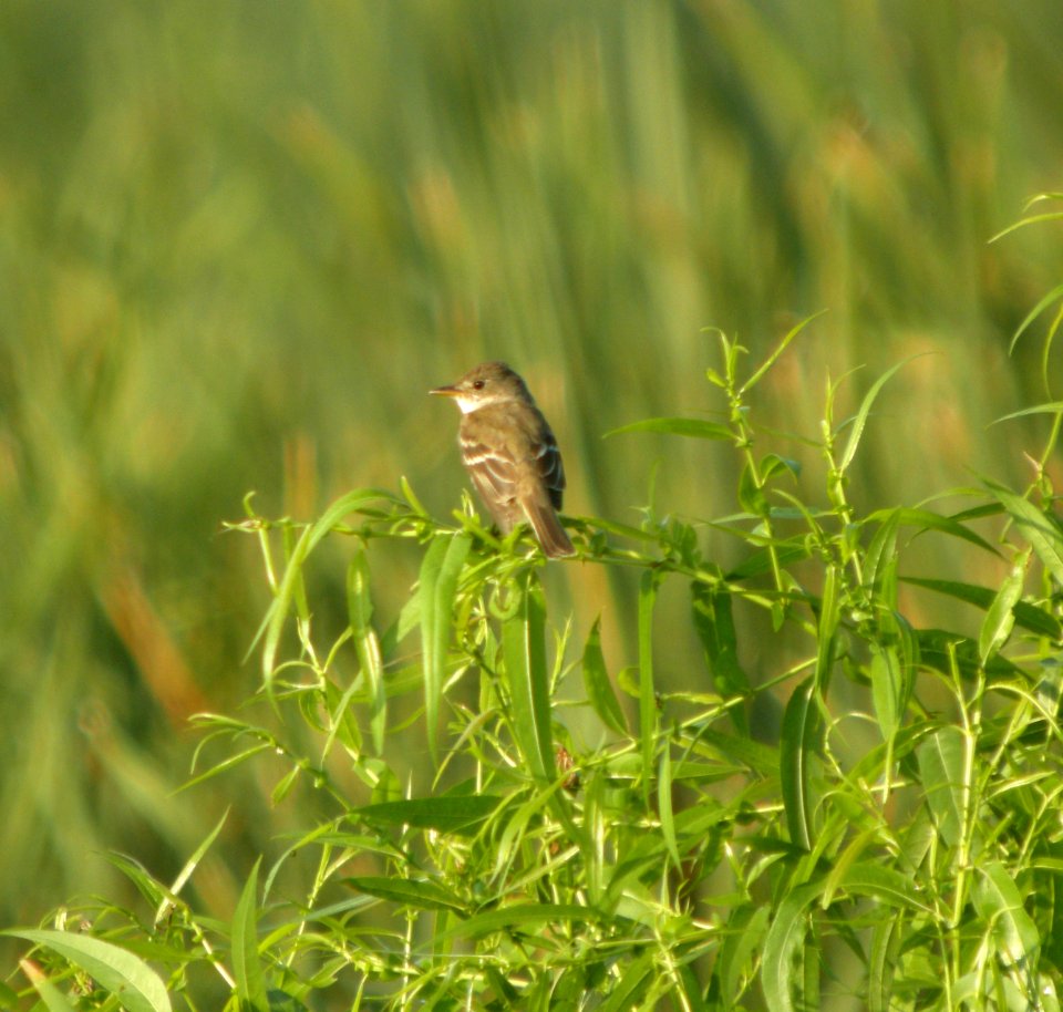 DSCN4572 c Willow Flycatcher  Newton Co IN 7-29-12