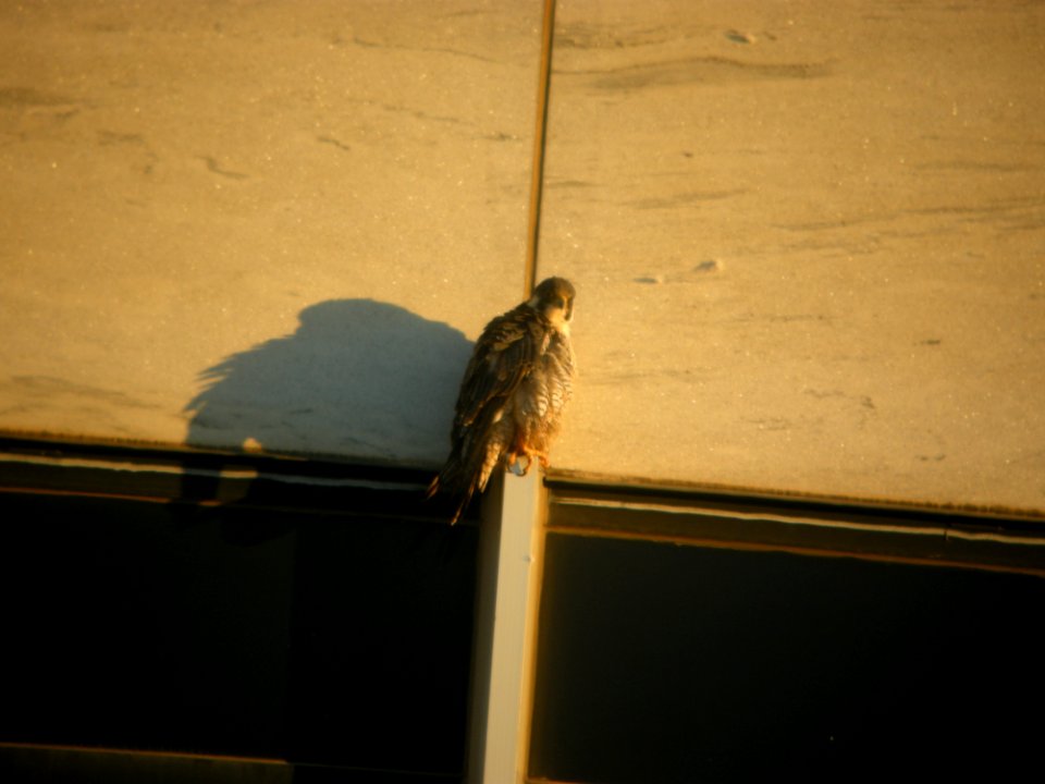 DSCN9318c Peregrine Falcon Kankakee IL 11-22-2017