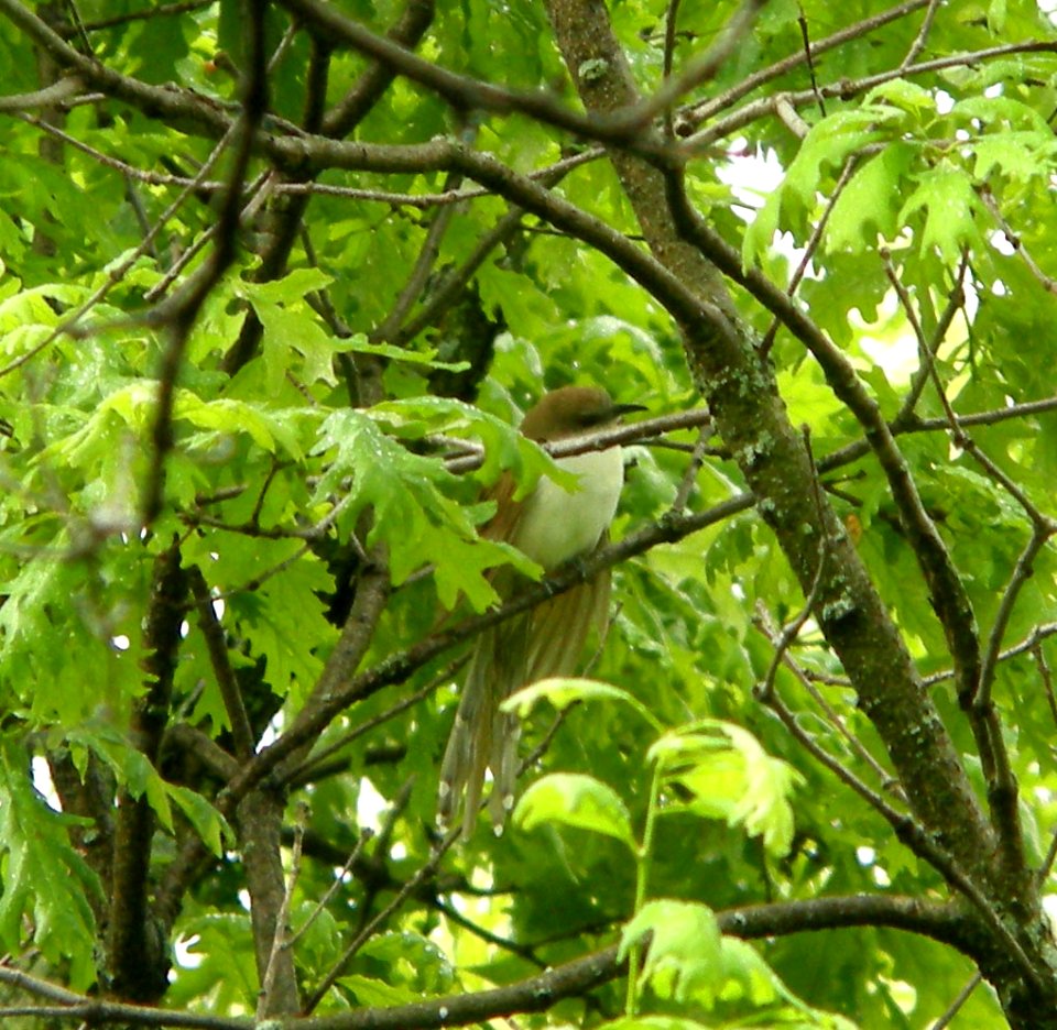DSCN2741 c Black-billed Cuckoo  Kankakee Co IL 5-4-12