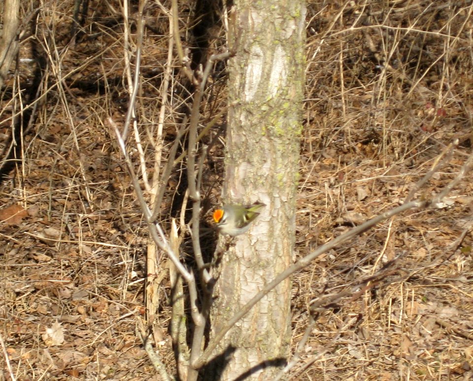 IMG 0596 c Golden-crowned Kinglet  Kankakee Co IL 01-26-13