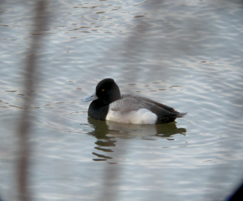 DSCN7047 c Lesser Scaup  Kankakee Co IL 2-15-13