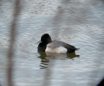 DSCN7047 c Lesser Scaup  Kankakee Co IL 2-15-13
