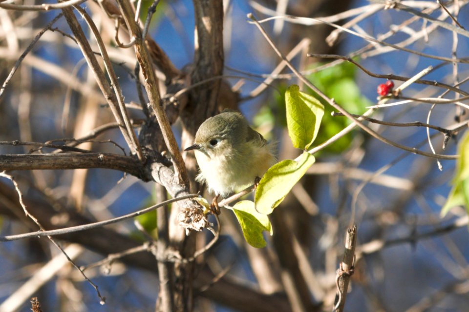IMG 6183c RC Kinglet Metro-sewer Kankakee IL 12-06-2017