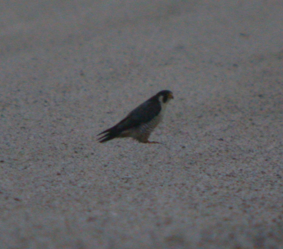 DSCN7517 c PerFal Kankakee Sands IN 4-27-07