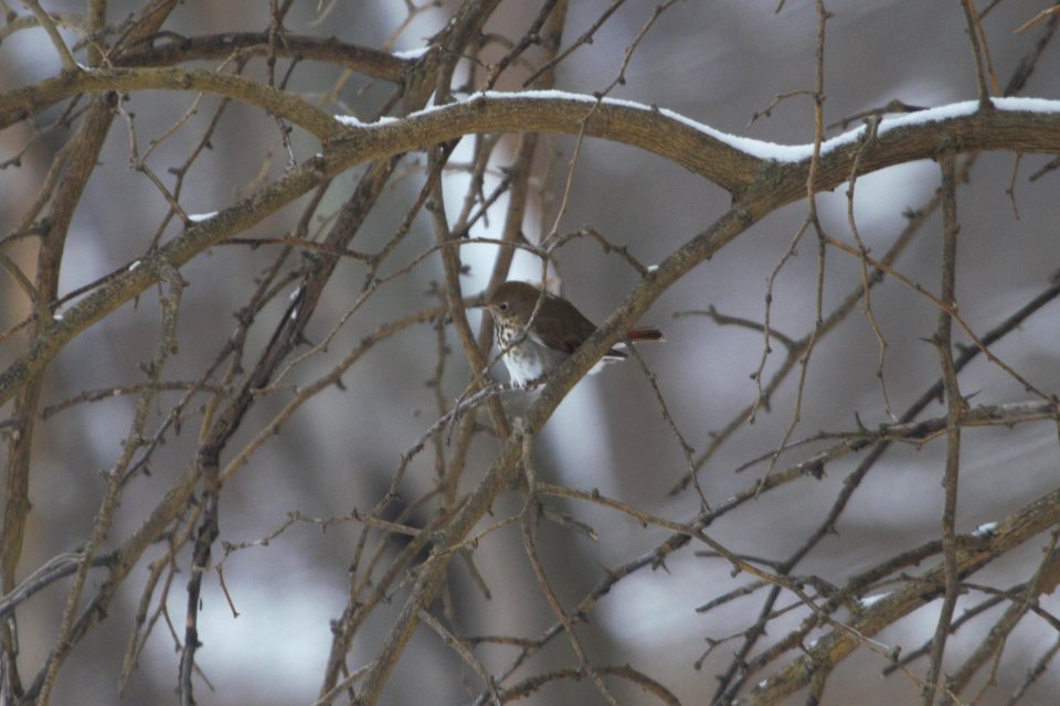 IMG 7814c Hermit Thrush LeVasseur Park Kankakee-IL 2-11-2018