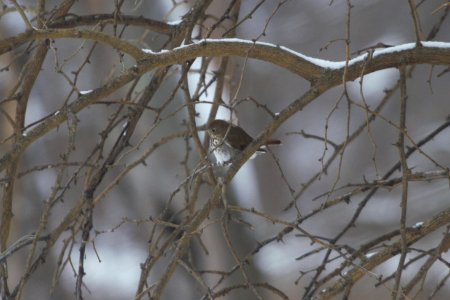 IMG 7814c Hermit Thrush LeVasseur Park Kankakee-IL 2-11-2018