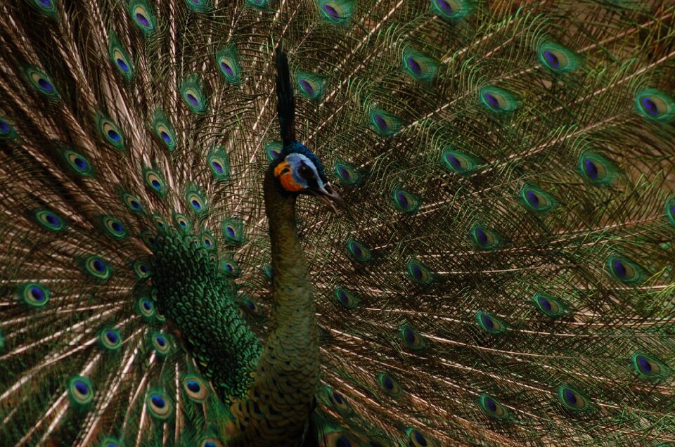 Animal bird peacock