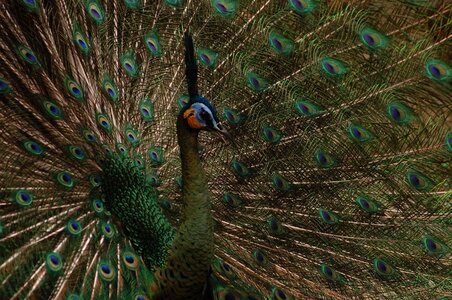 Animal bird peacock