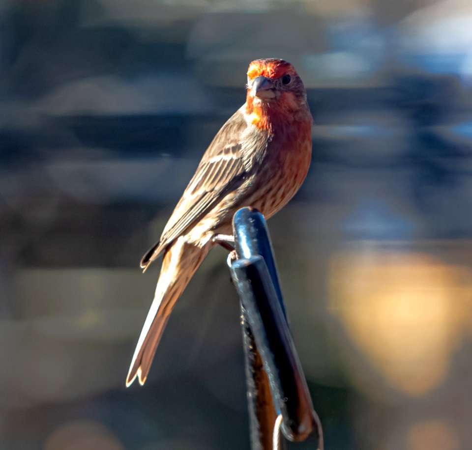 Day 9 - This House Finch is Judging Your Life Choices.