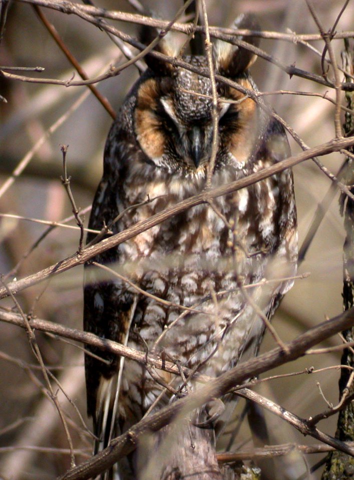 Dscn1989cg Long-Eared Owl Perry Farm Boubonnais IL 3-15-04