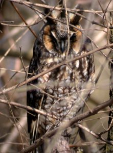 Dscn1989cg Long-Eared Owl Perry Farm Boubonnais IL 3-15-04