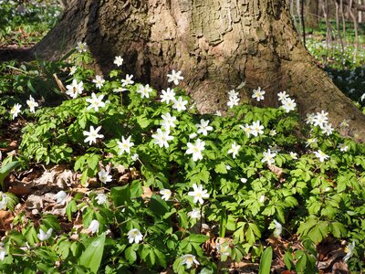 Fouling idyllic wood anemone