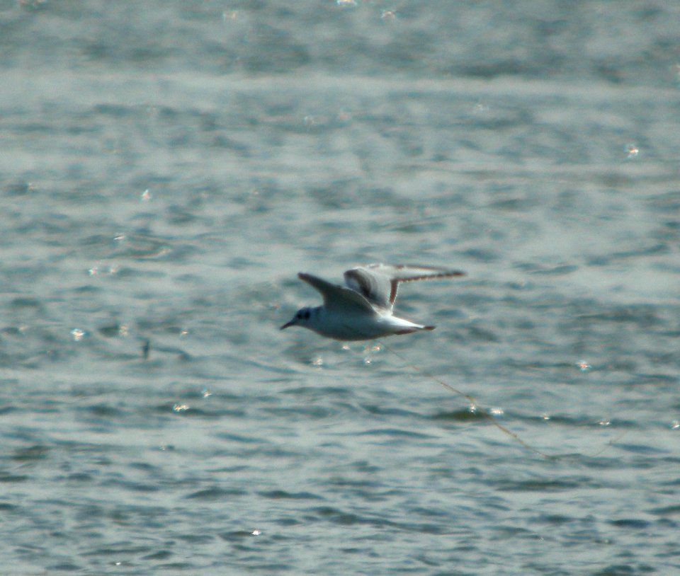 DSCN9083 c Bonaparte's Gull (1st Winter)  Newton Co IN 9-5-11
