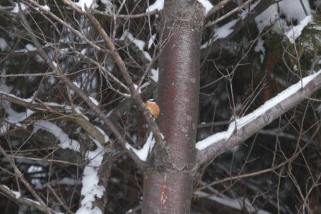 IMG 6883c Red-breasted Nuthatch WalMart (North Grove) Kankakee IL 12-30-2017