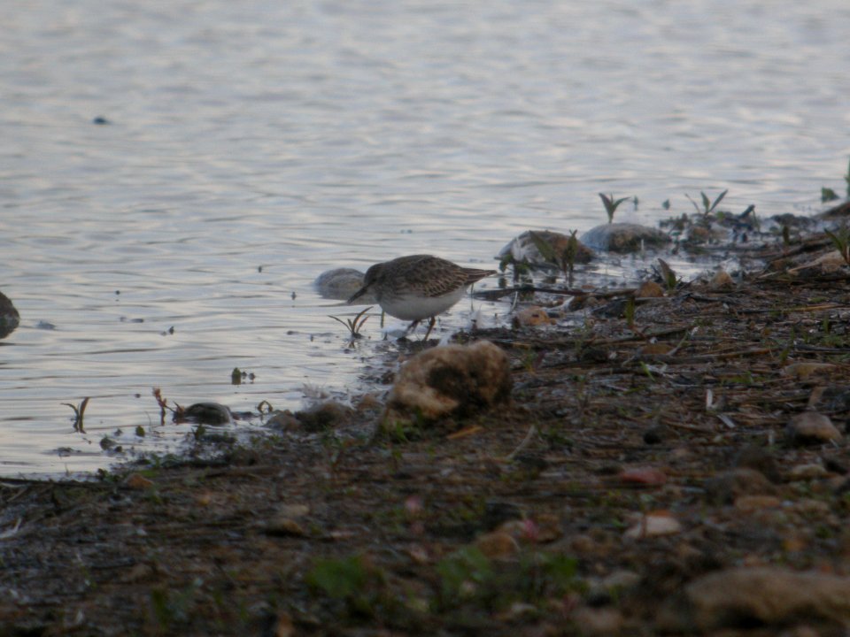 DSCN9243c Least Sandpiper Willowhaven Area Kankakee Co IL 10-25-2017