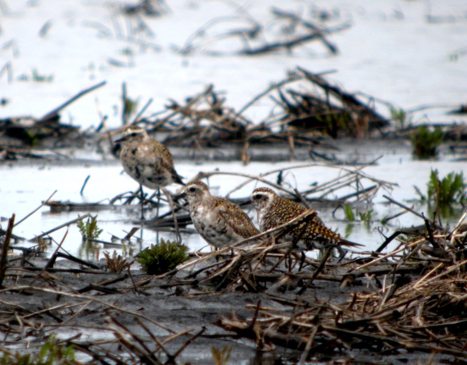 DSCN7642 c American Golden-Plover  Kankakee Co IL 4-23-13